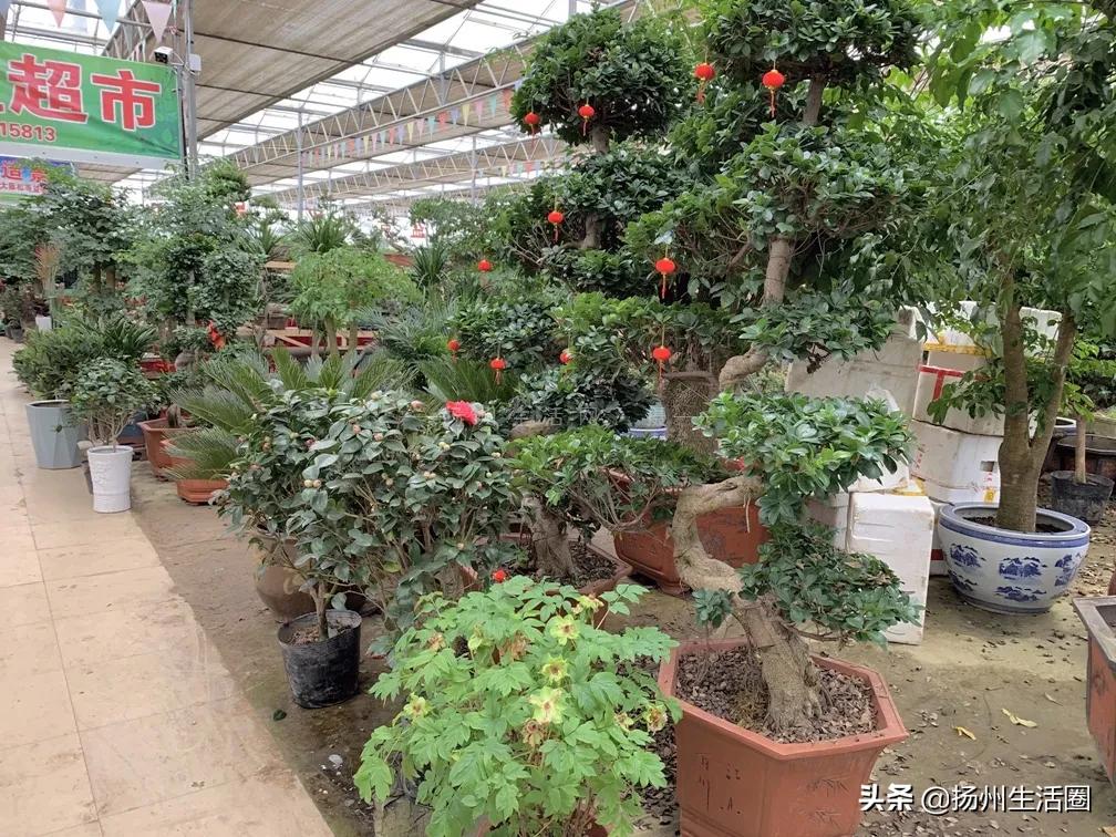 2元花盆批发清仓,2元花卉批发市场