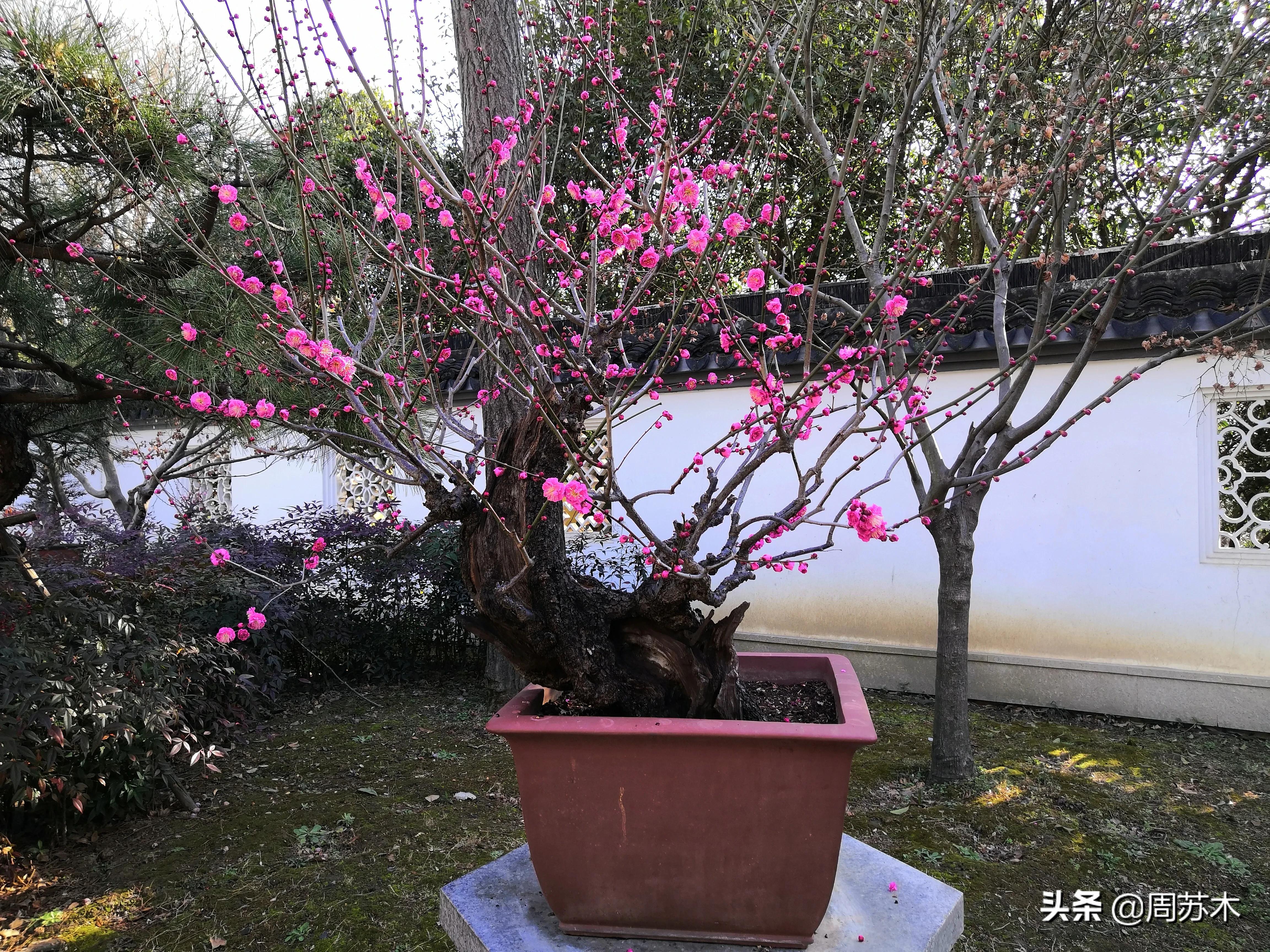 赏梅胜地图片,苏州香雪村赏梅最佳时间