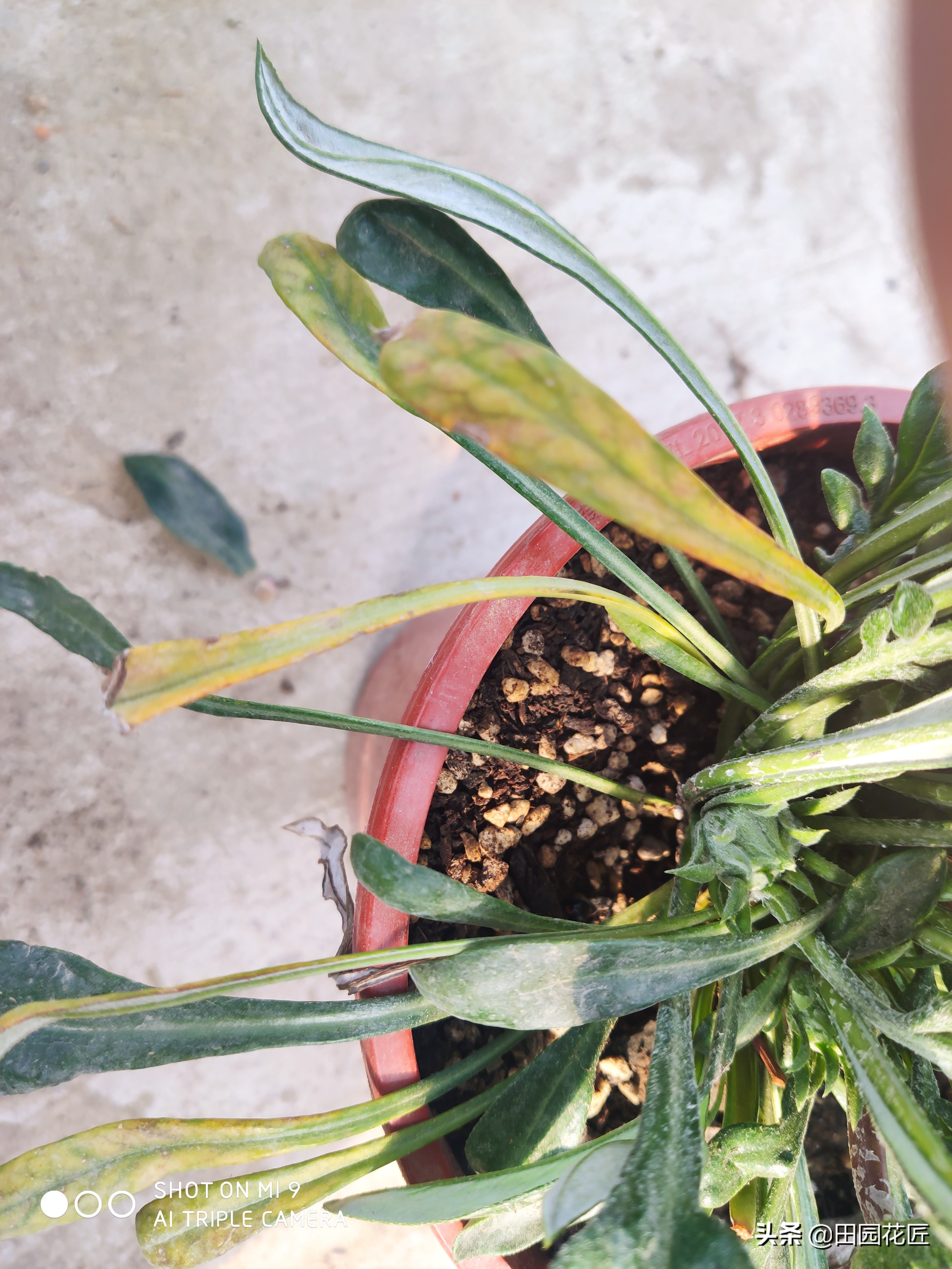 勋章菊的花苞晚上要闭合吗,勋章菊的正确护理方法