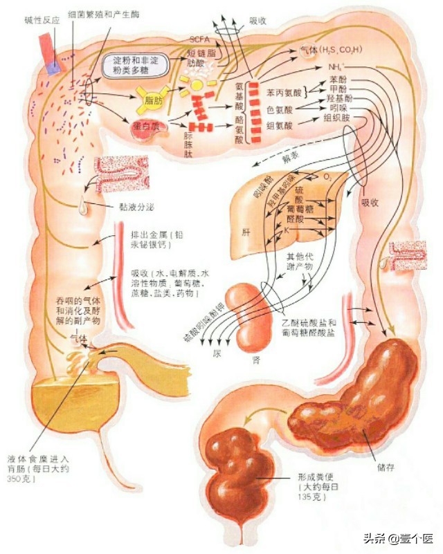 大便形成科普,大便呈球状是怎么回事?
