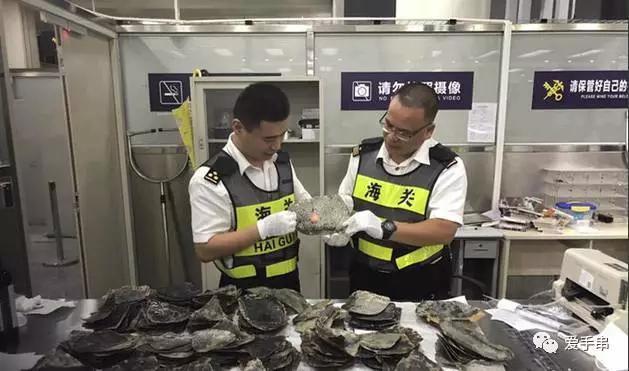 玳瑁被处死,玳瑁为什么被砍头