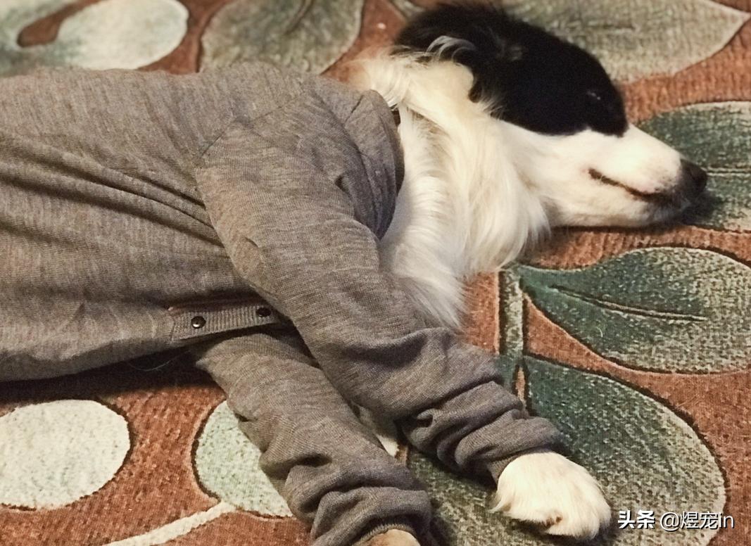 边牧狗狗流眼泪,边牧狗狗有点流鼻涕可以打疫苗吗