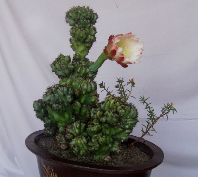 “常年丑貌君不问，一日花红万户惊”——仙人掌的产地及精品赏析