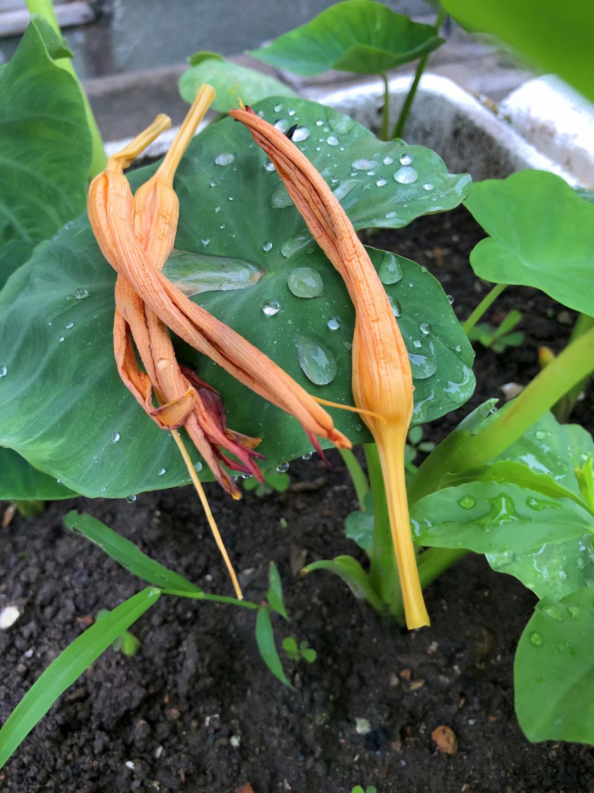 朵朵黄花,葵花朵朵向阳开诗词