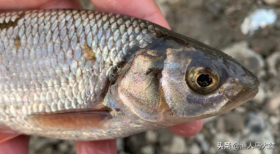 舌尖上的中国北渡鱼视频,瓦氏雅罗鱼正宗做法