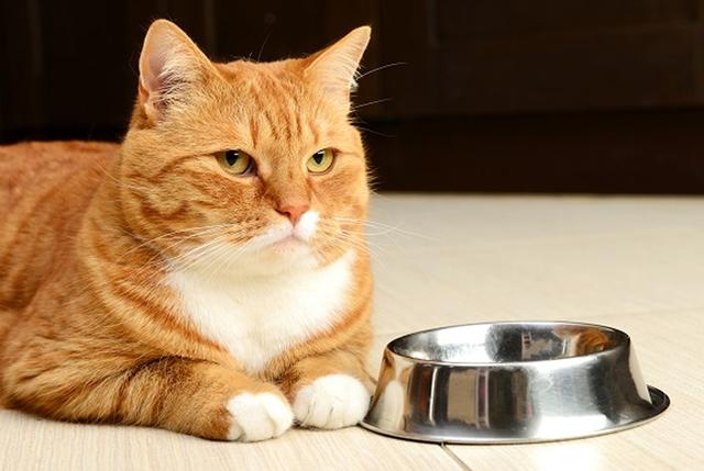 老年猫咪有哪些表现,猫咪什么时候吃老年猫粮