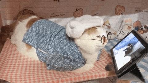 可可爱爱的猫狗,可可爱爱的流浪猫咪