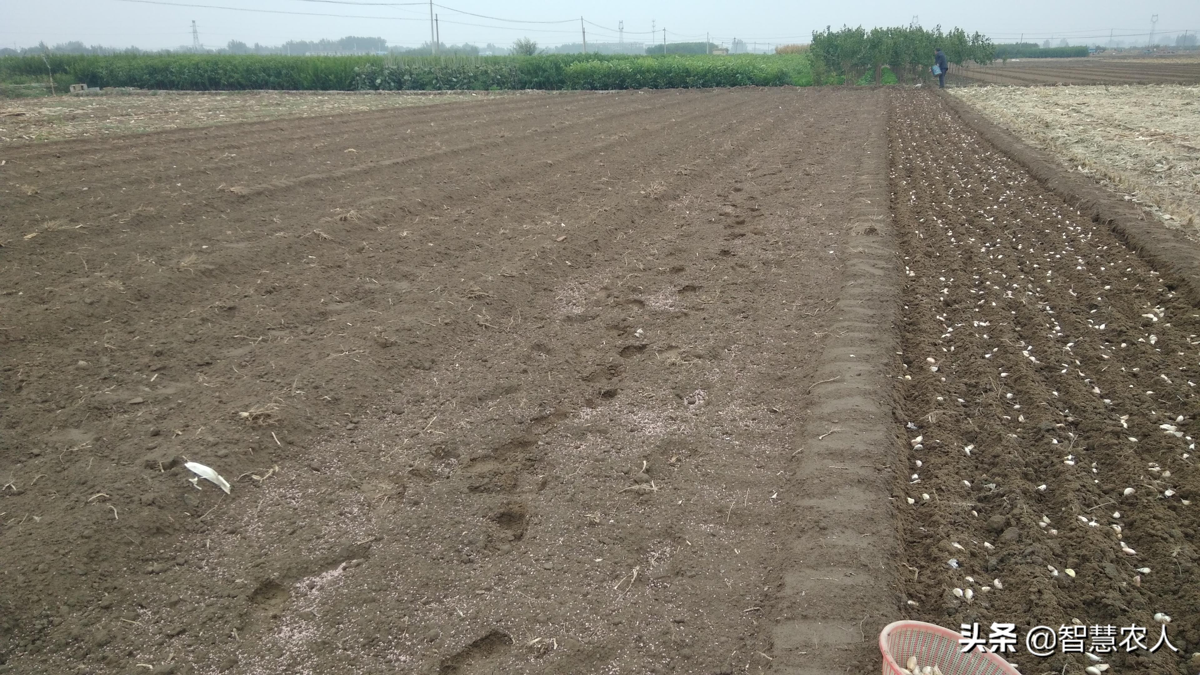 怎样种植大蒜才高产呢,大蒜怎么种种植周期是多长