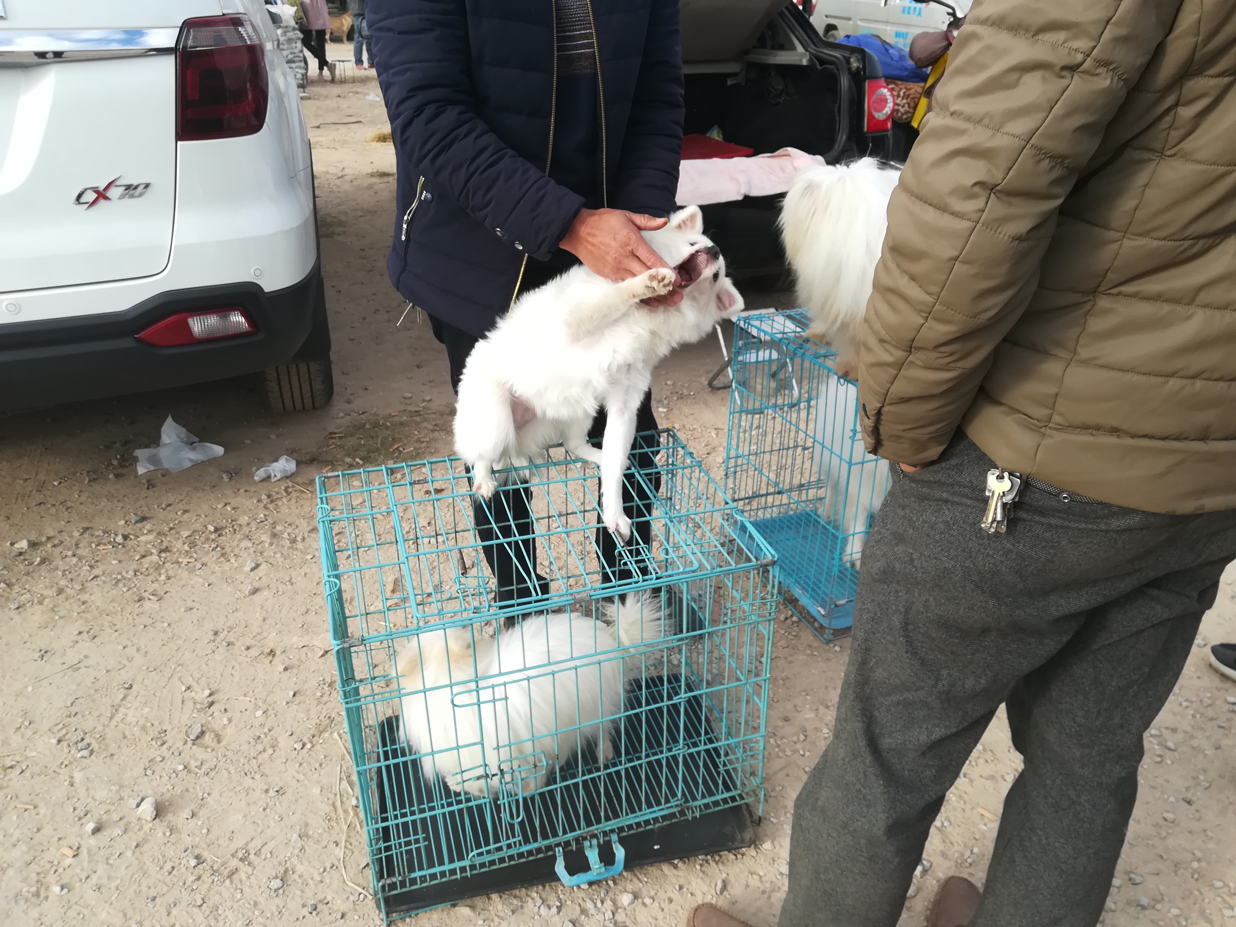 大型犬跟博美差不多,北京犬和斗牛犬生出来的后代