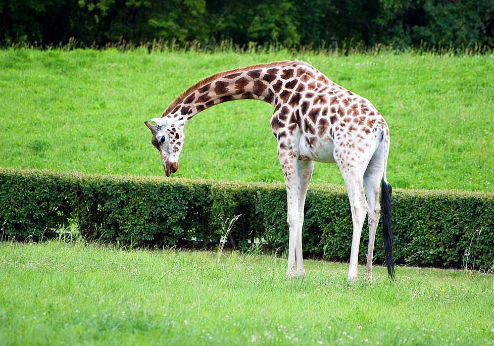 长颈鹿的叫声是怎样的,长颈鹿的叫声像什么