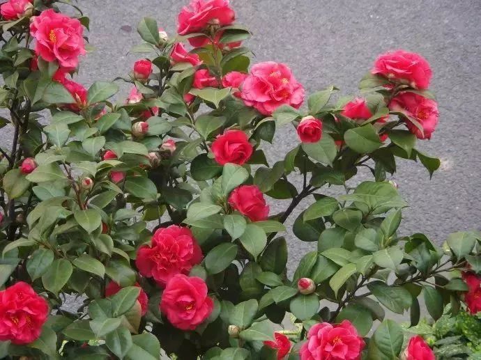 看到花的时候,不知是什么花?那就收下这份百花图谱