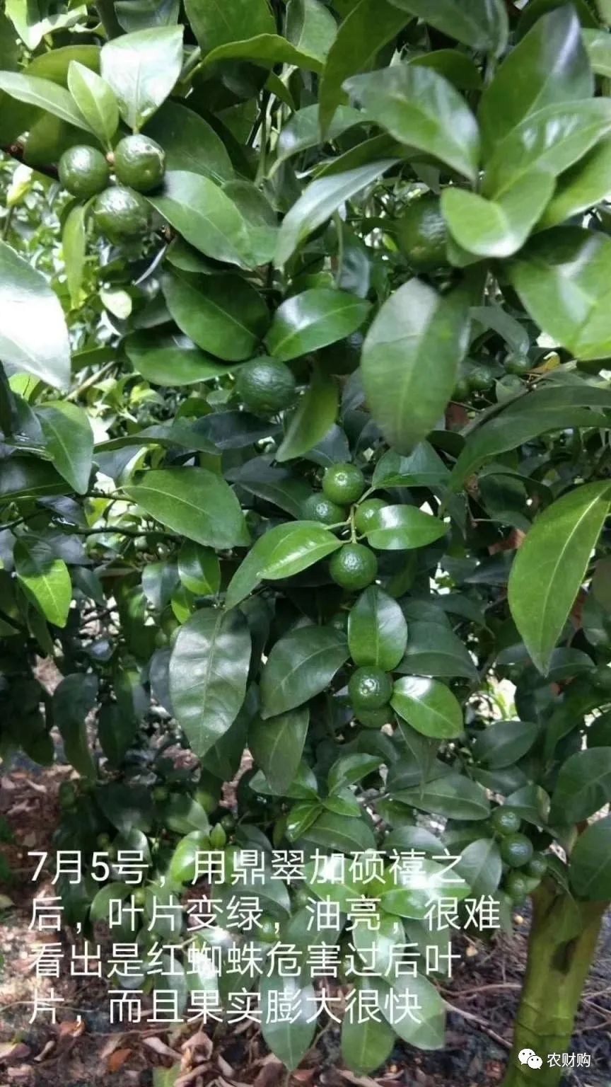 柑橘膨果最需要哪几种元素,柑橘大小果有办法补救吗