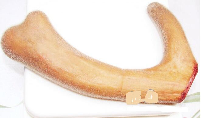 梅花鹿和梅花图片,母梅花鹿有鹿茸吗