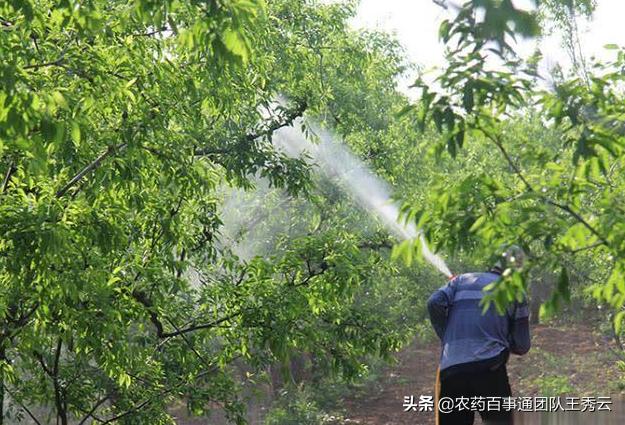 黑星病及褐斑病如何防治,苹果褐斑病黑星病怎样治