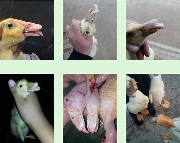 鸭鹅常见6种病您知道吗,怎么判断鸭病最简单方法