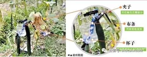 网传视频爆“黄瓜打激素吊瓶”内幕，是真的吗？