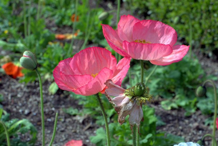虞美人花赛牡丹,虞美人开花了太漂亮了