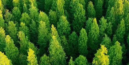 森氧之地,秋游必选!金湖万亩水上森林,真的别有趣味