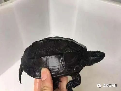 科普动物知识类短视频,龟鳖科普