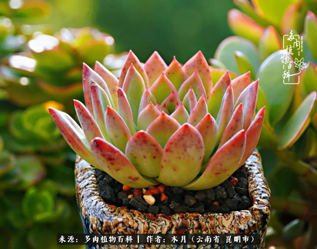 浅冬多肉，终有美好在等候