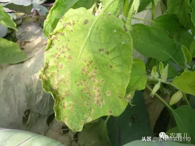 种茄子的六个步骤简短文字,种茄子的基本知识