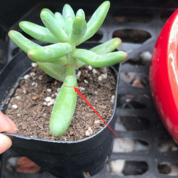 养多肉不打孔,养多肉怎么不招虫子