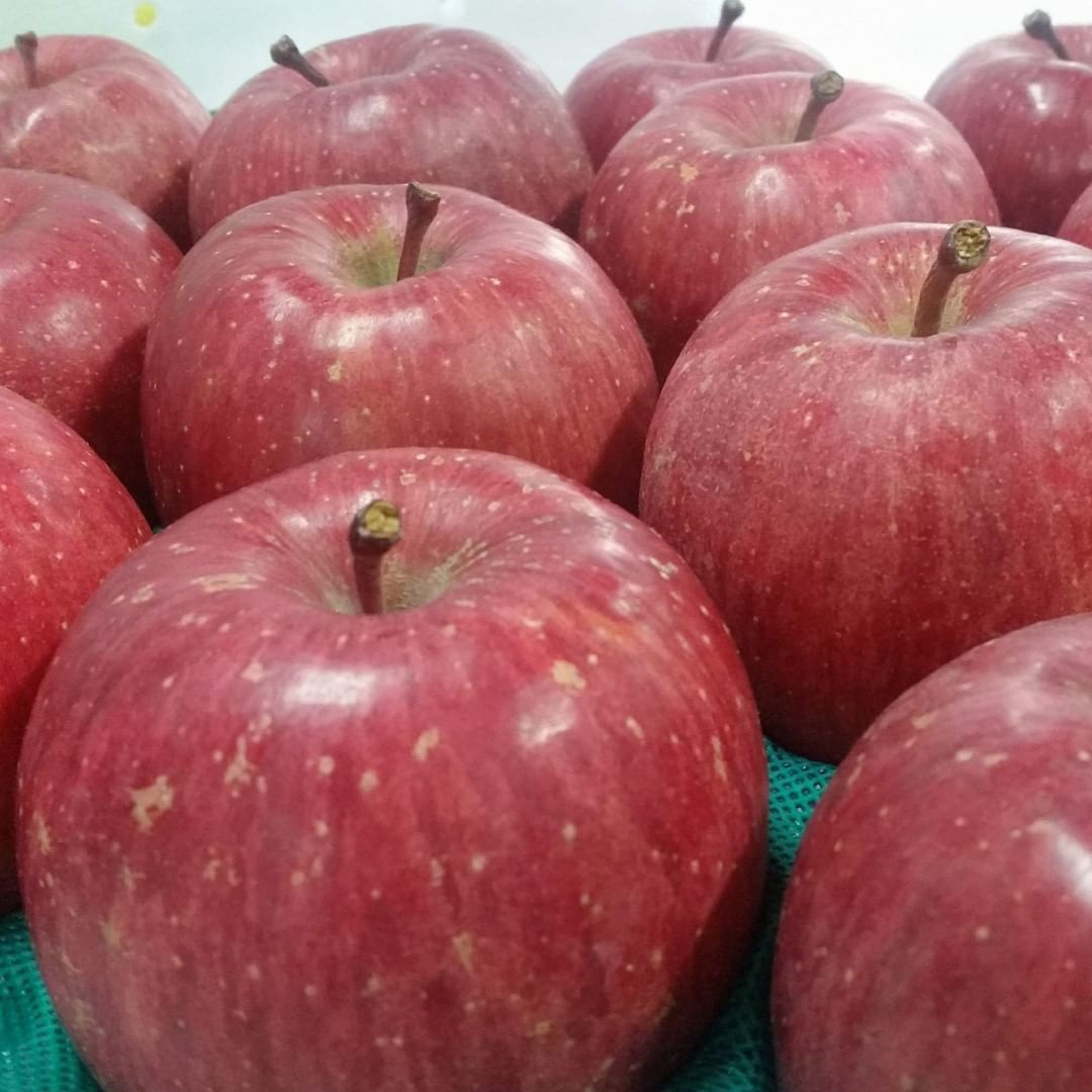 日本青森苹果图片,走进青森苹果园