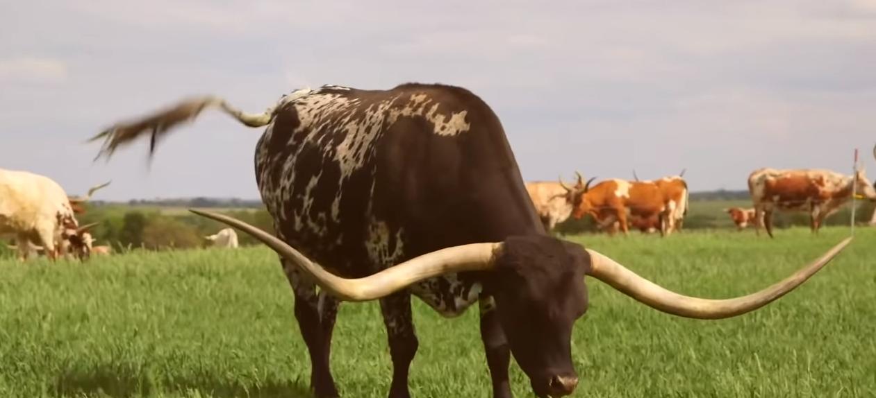 给牛身上开洞,牛身上的洞是怎样开的