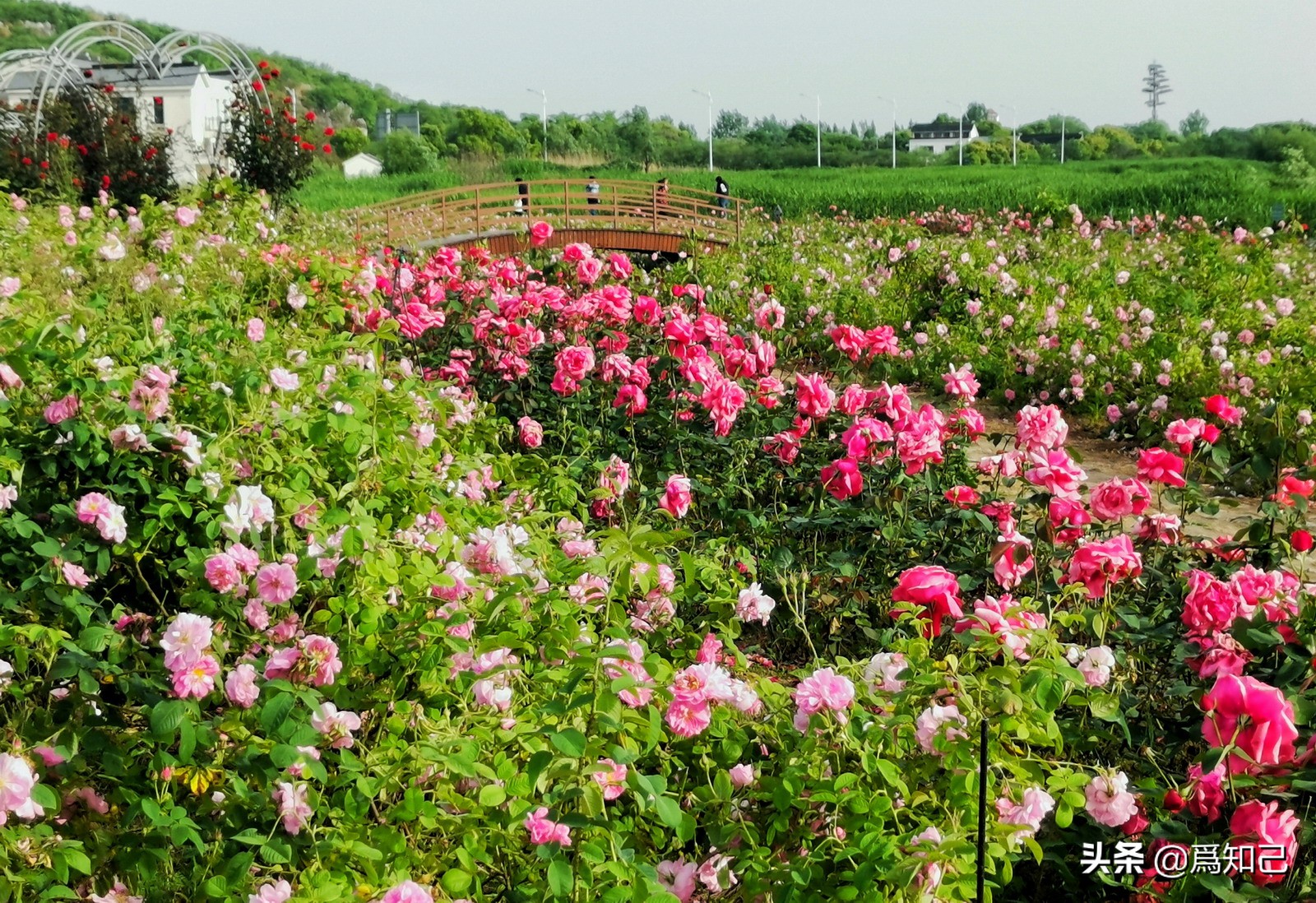 湖边矮花海怎么拍照好看,草原花海拍照怎么拍出高级感