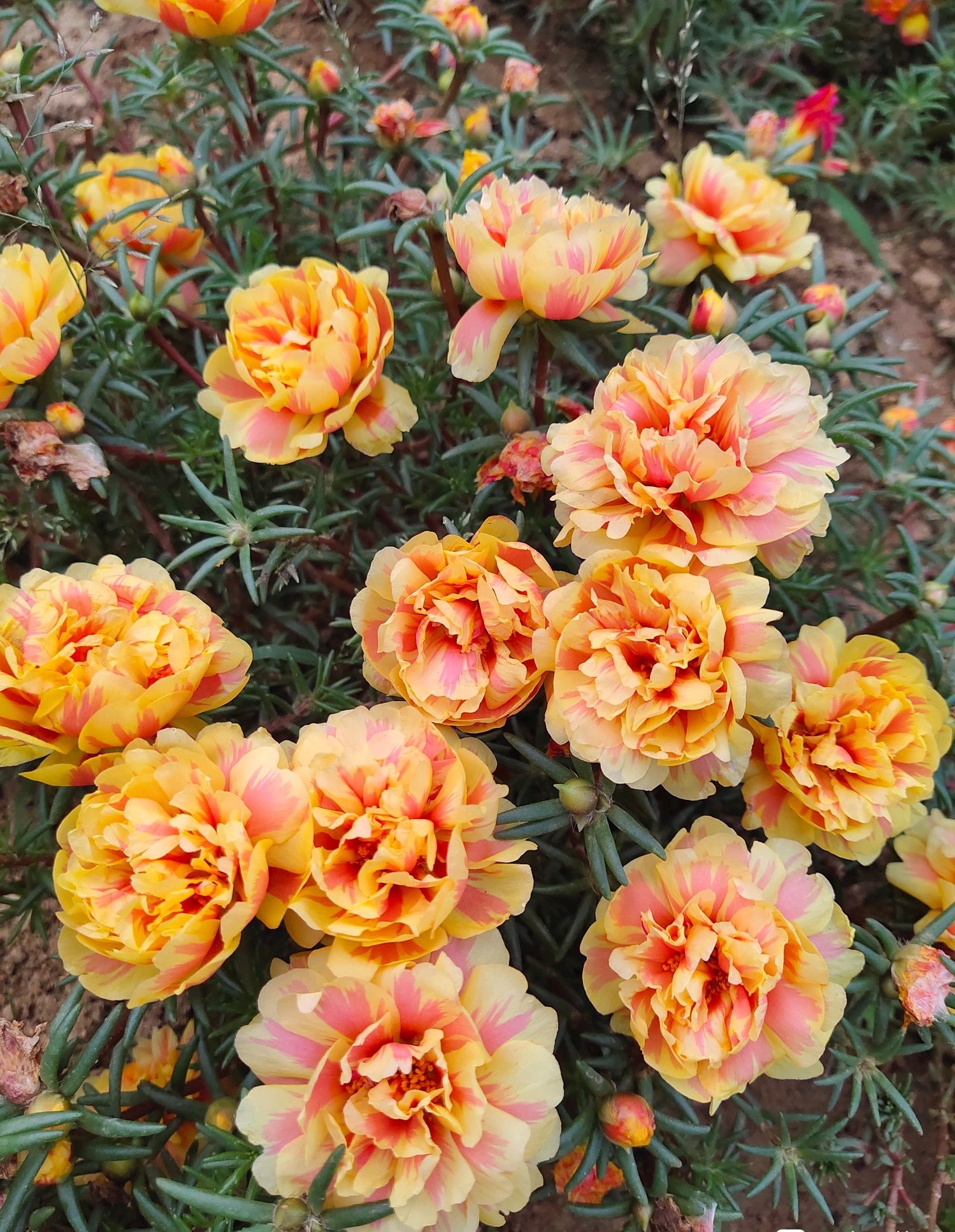 夏季养花，养棵“橙芙蓉”试试，天气越热，花开越美，三季能赏花