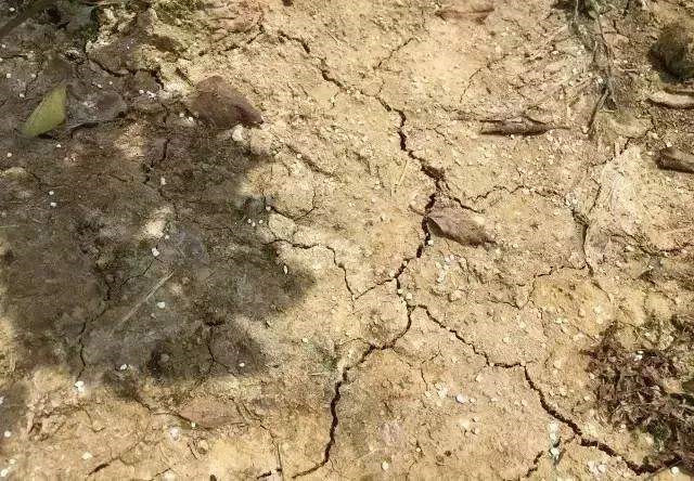 半夏病害该如何防治,半夏三熟种植技术