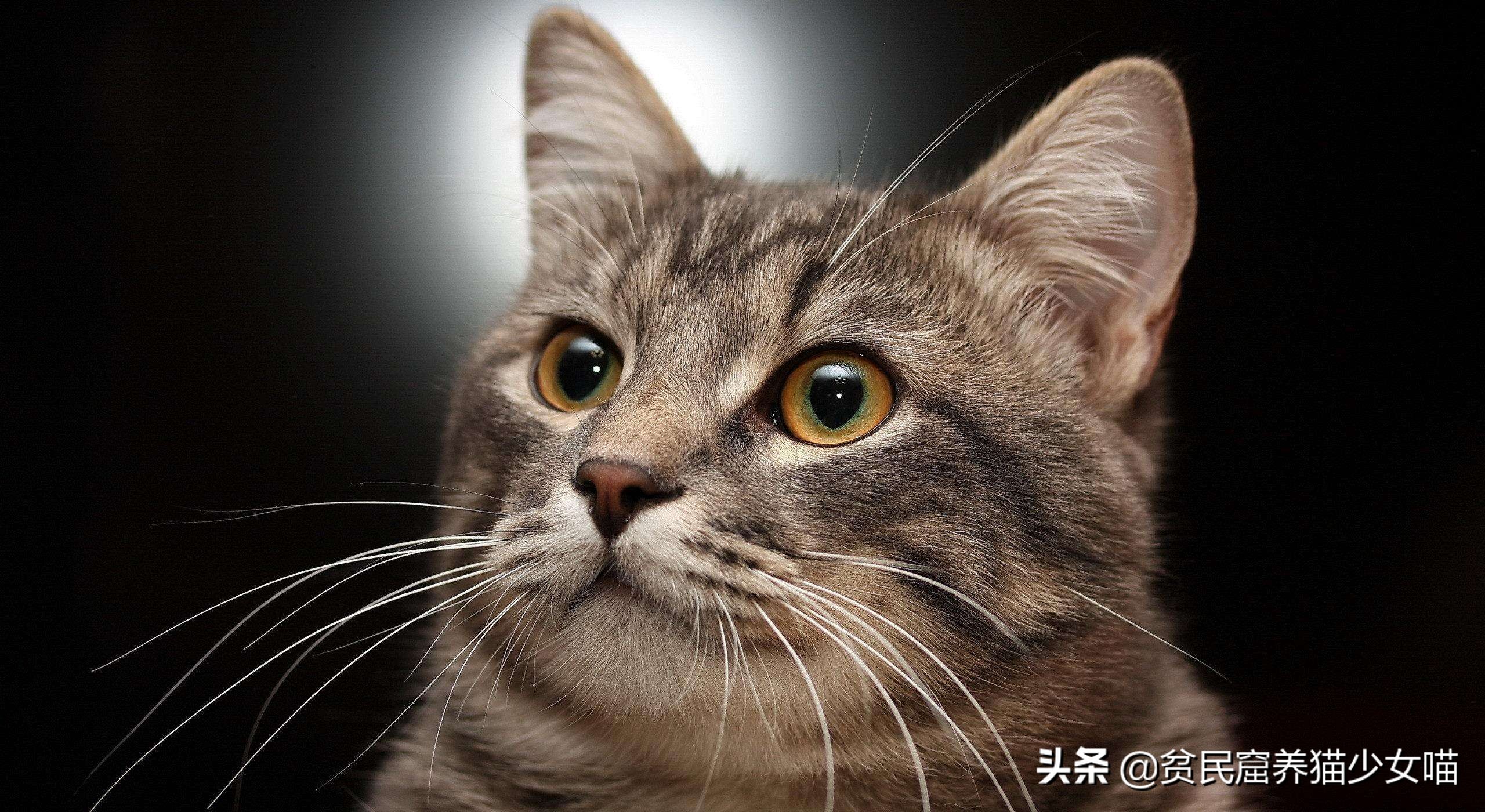 猫为什么会胡子长,辟谣猫弓形虫