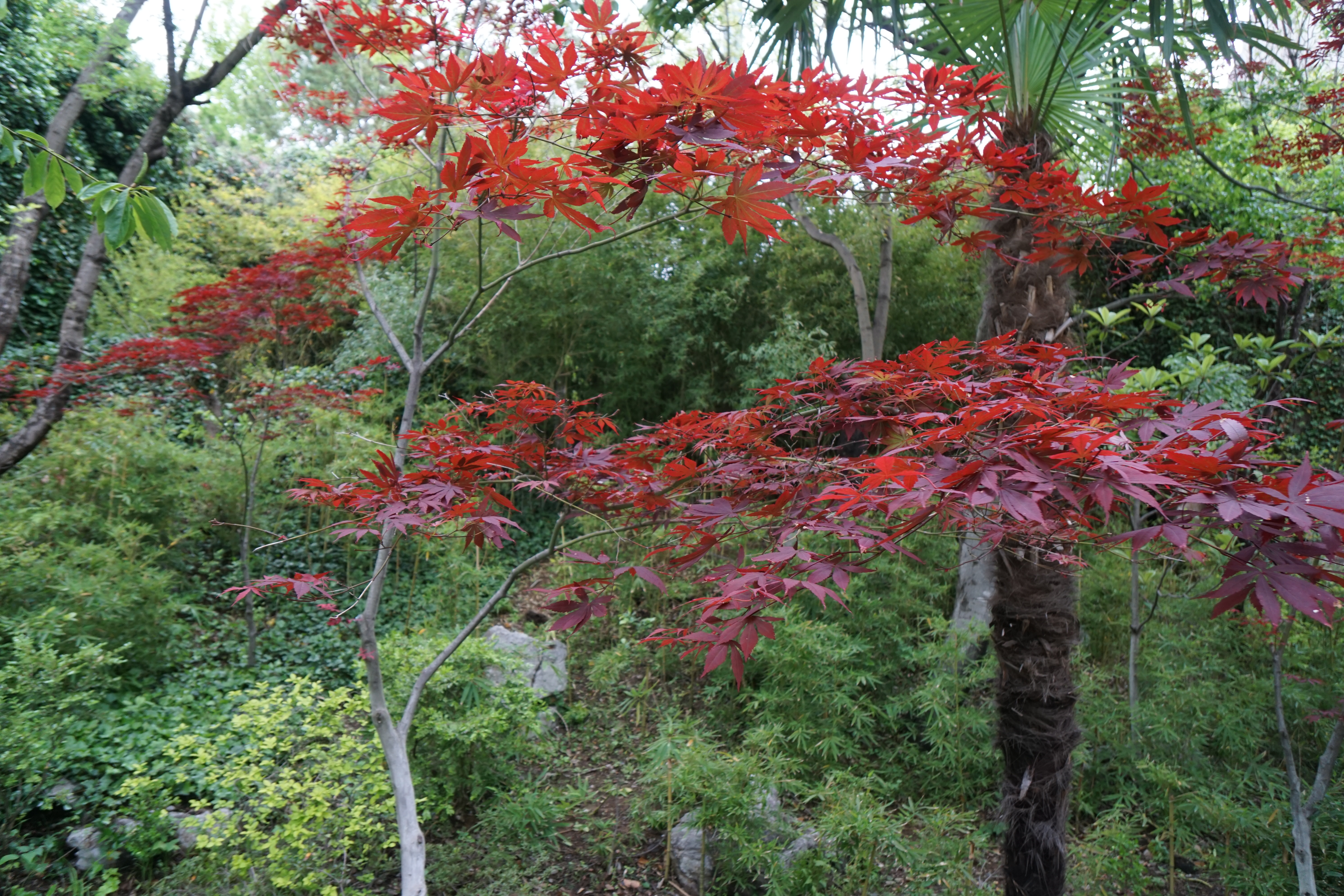 谁为《威海卫》谱曲（20-169）