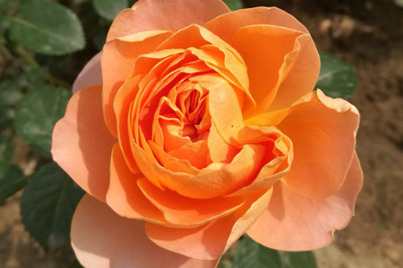 茶花是我国的十大名花吗,中国十大名花图片及花语