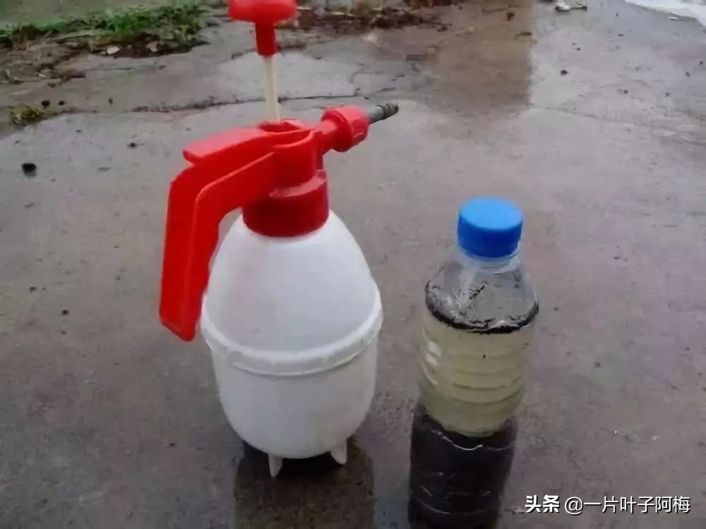 自制养花水配方除臭,养花自制10种消毒水不招虫不烂根