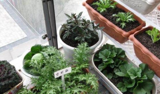 室内绿萝养花知识大全,绿萝养花技巧大全