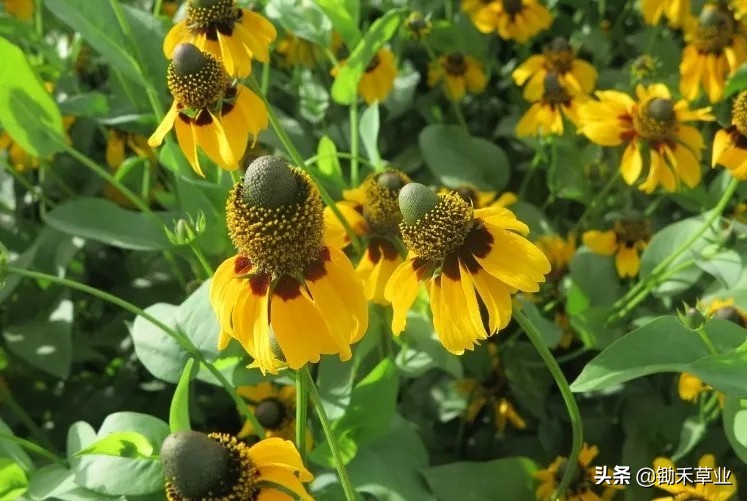 总有人间一两风,填我十万八千梦-松果菊
