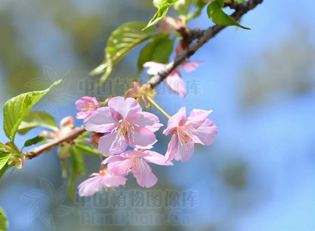 还记得13年前的樱花吗,以前的樱花对比现在的樱花