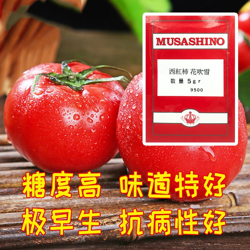 广良特甜西红柿种子,广良引进西红柿品种