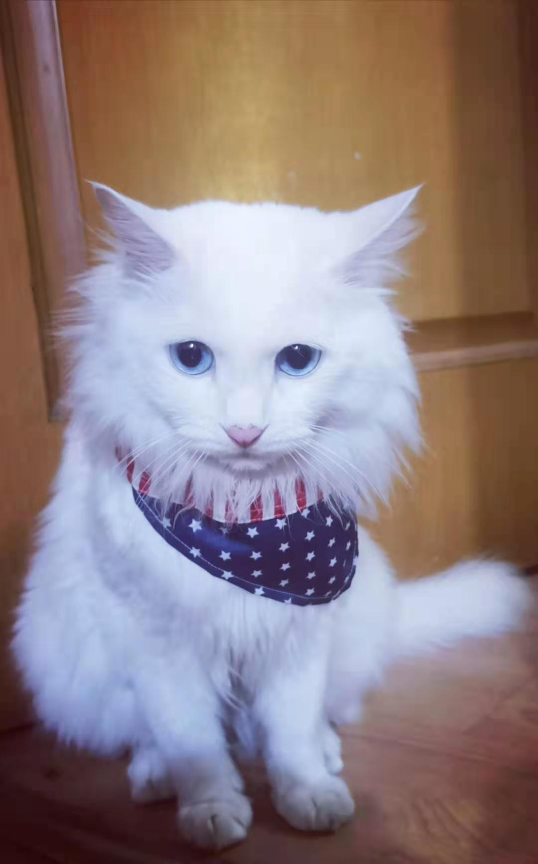 猫咪眼睛受伤怎么办,猫咪眼睛受伤能自愈吗