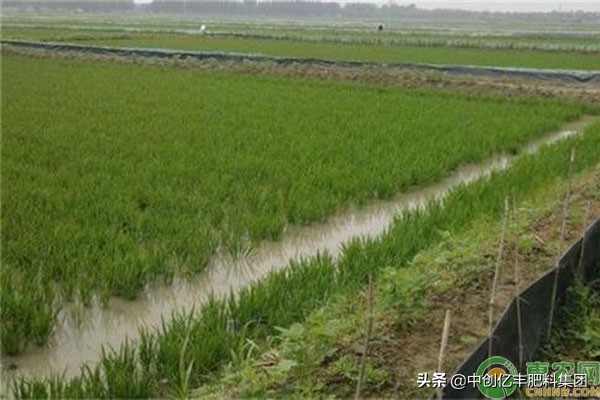 基围虾养殖骗局,基围虾养殖地区