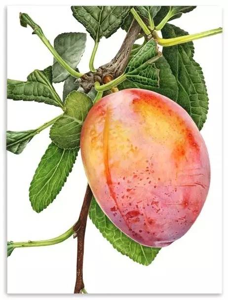 超写实绘画真实吗,超写实的植物绘画