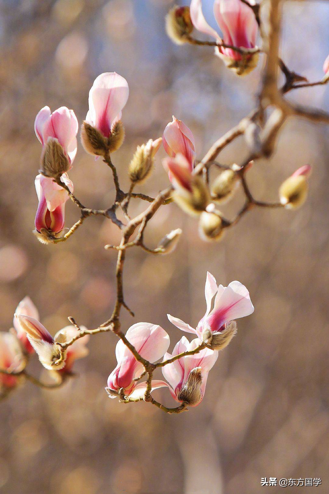 @所有人,周末一起赏玉兰,五处北京玉兰美景