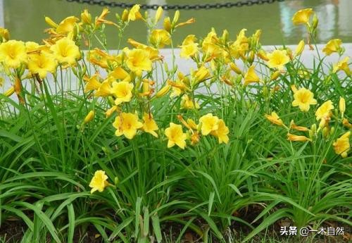 不适合室内种植的有毒绿植,十种有毒的绿植