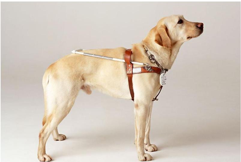 哪个品种的狗狗又好养又乖巧懂事,什么品种的狗狗适合有孩子家庭养