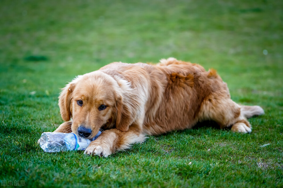 养狗注意寄生虫,养狗须知狗狗耳螨在家怎么治