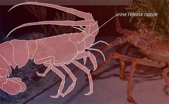 波士顿龙虾特征,波士顿龙虾神奇物种