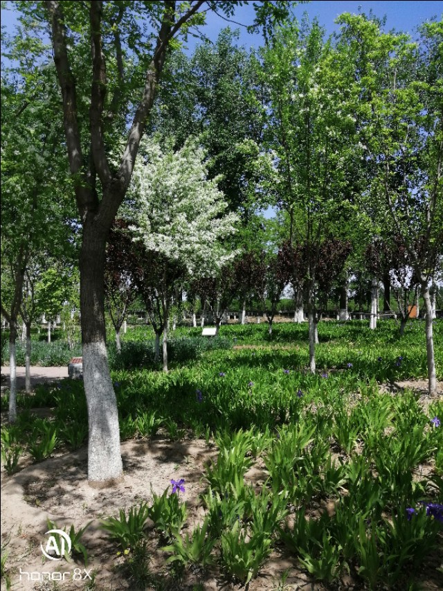 减河公园,减河公园的视频