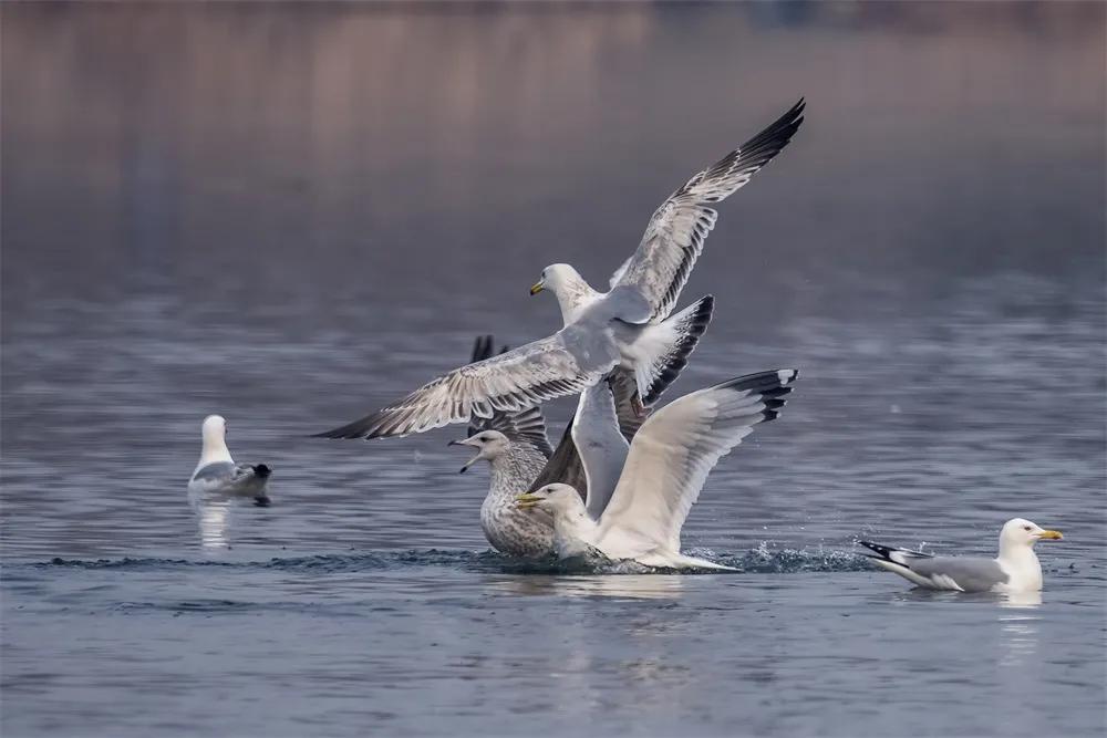 北京房山长阳商圈夜景航拍,北京市房山区航拍夜景