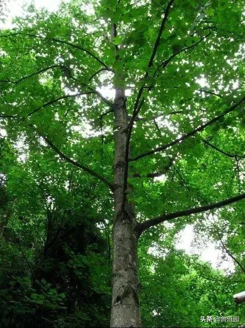 林荫大道木材,鹅掌楸和榉木哪个做家具好